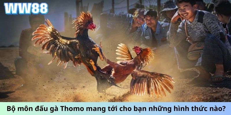 Bộ môn đấu gà Thomo mang tới cho bạn những hình thức nào?