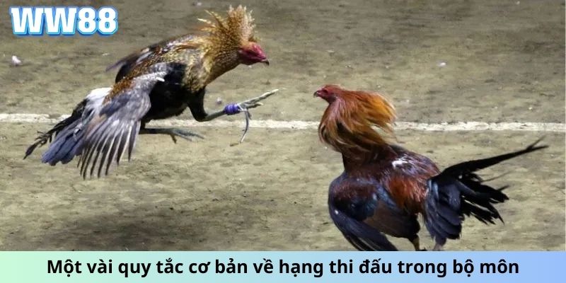 Một vài quy tắc cơ bản về hạng thi đấu trong bộ môn