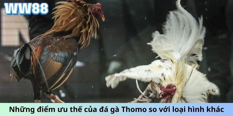 Những điểm ưu thế của đá gà Thomo so với loại hình khác